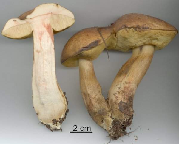 Leccinum lepidum